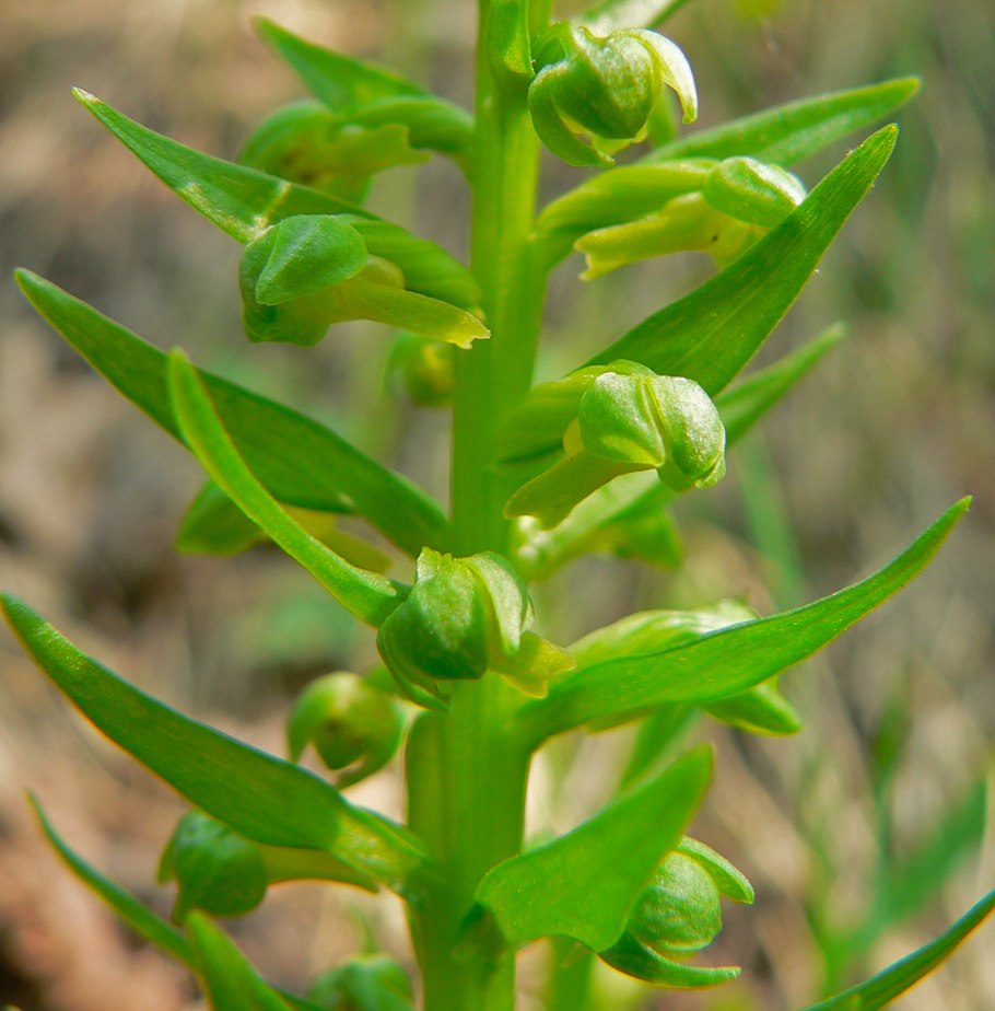 Пололепестник зеленый красная книга