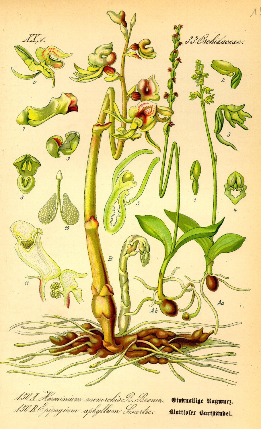 Орхидея Бровник