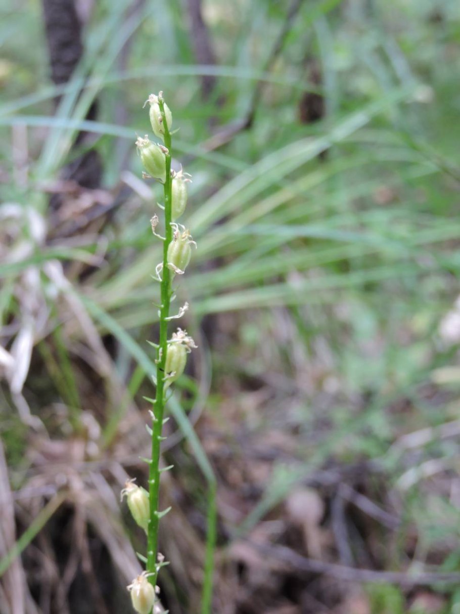 Бровник одноклубневой Herminium monorchis (l.) r. br.