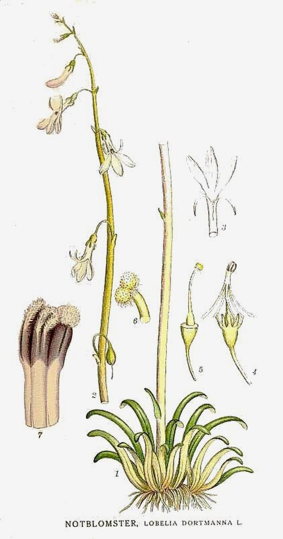 Herminium monorchis