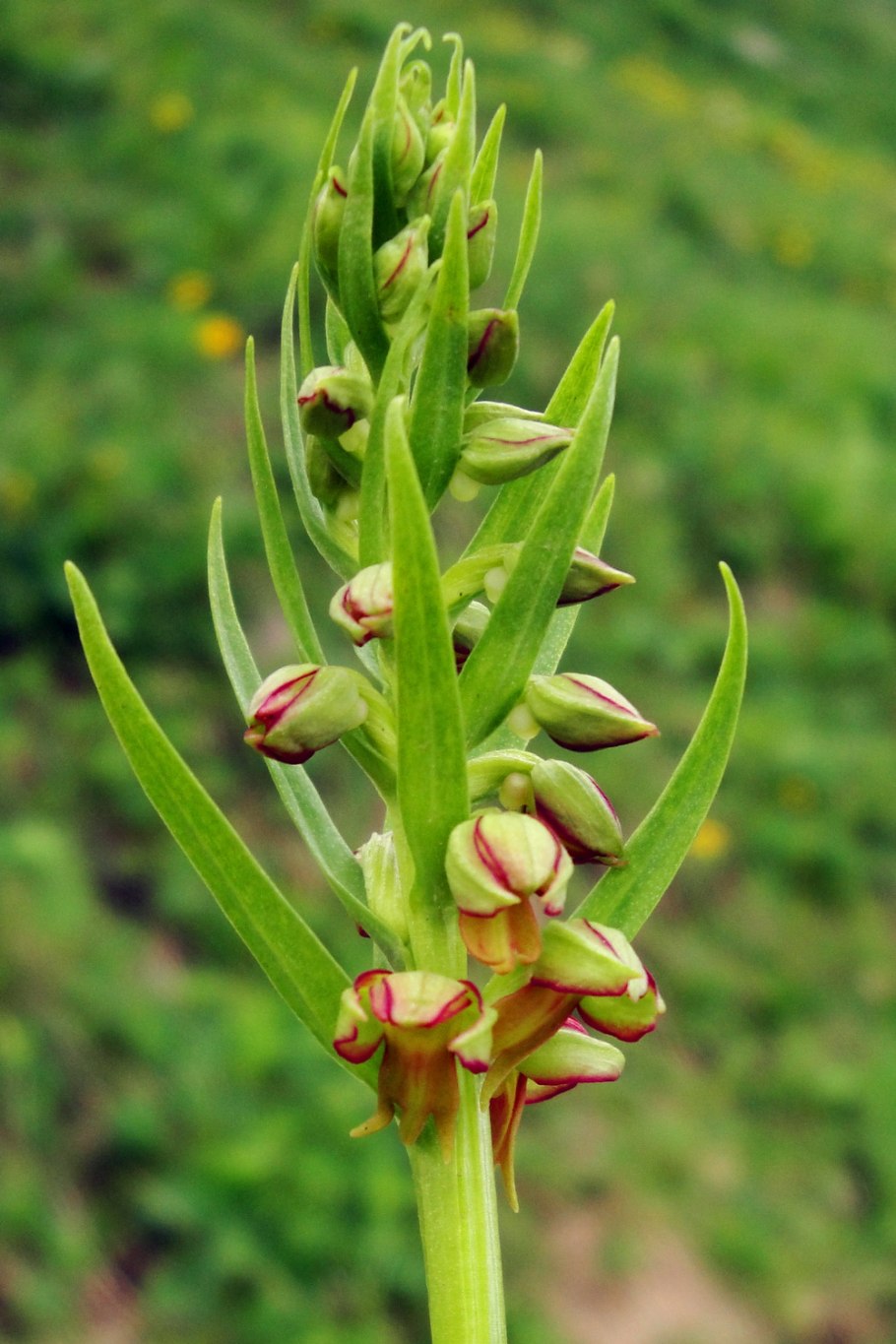 Пололепестник зеленый (coeloglossum viride (l.)