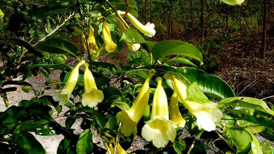 Рододендрон плоды фото