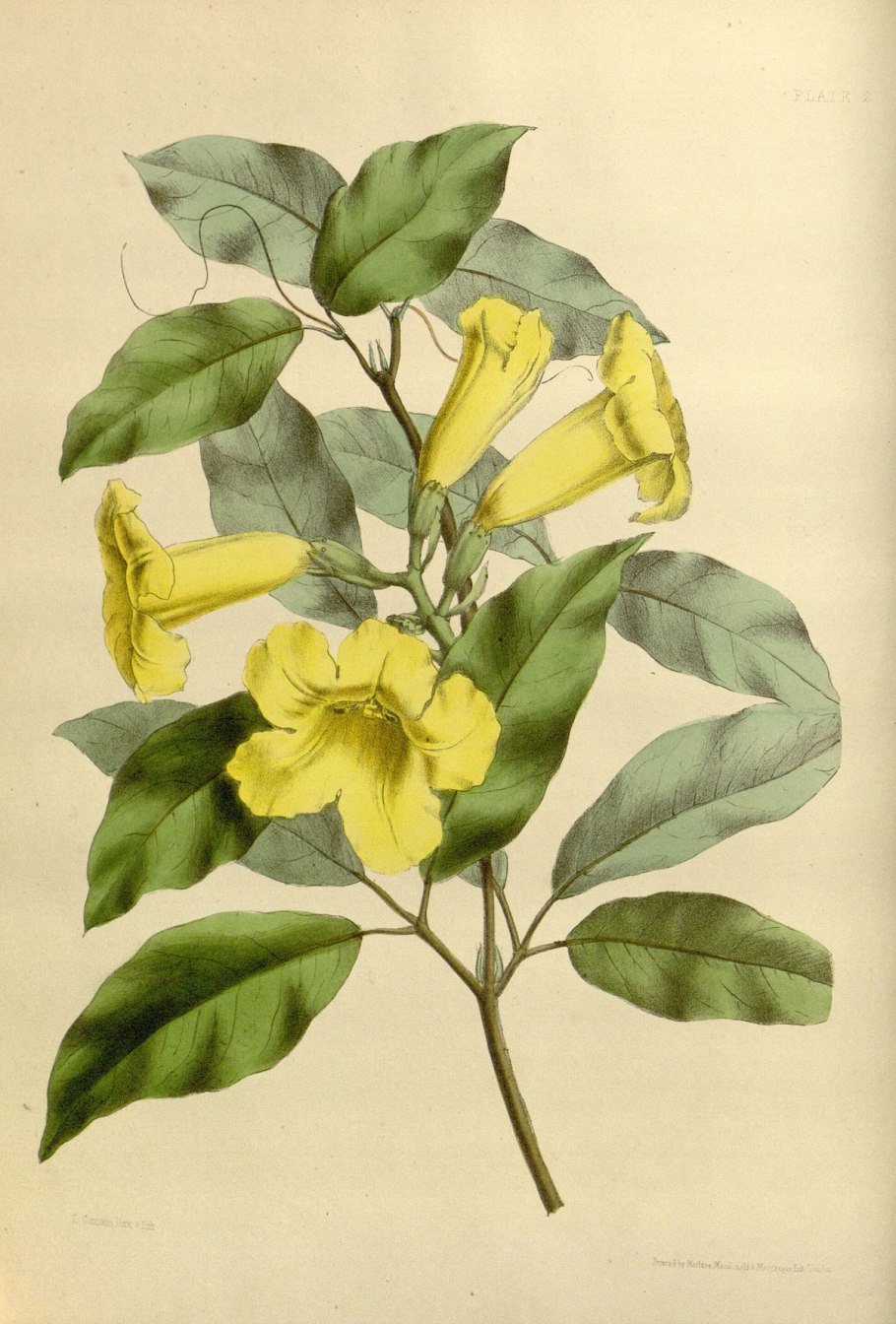 Mansoa alliacea