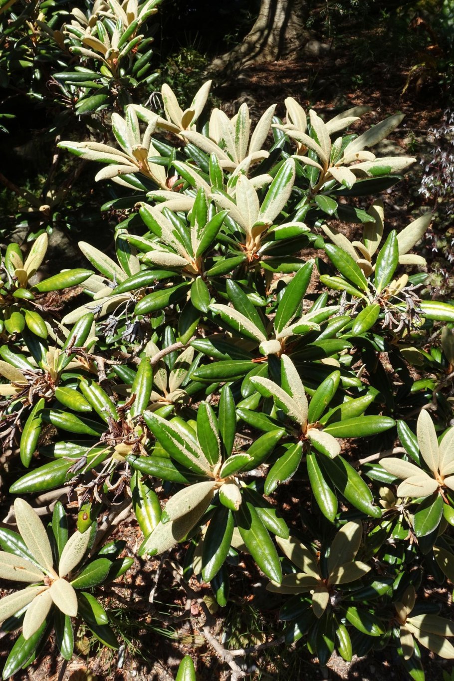 Брелок-пейджер Mongoose LS 9000d