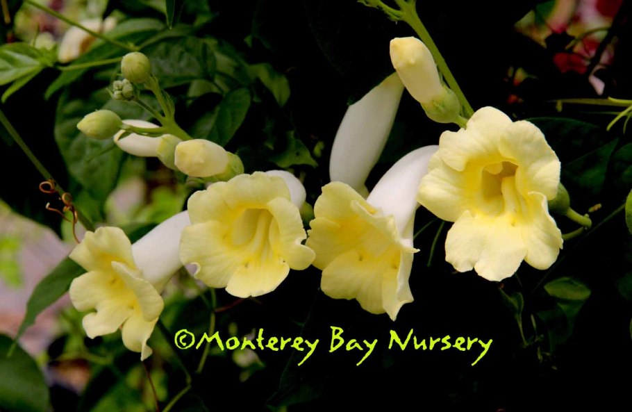 Мини экскаватор Kobelco sk025