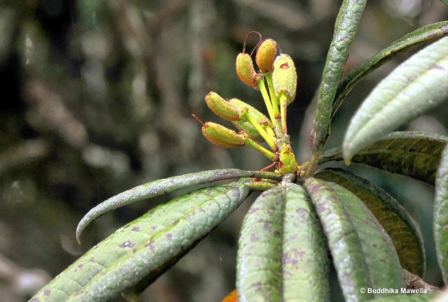 Алламанда Бланше