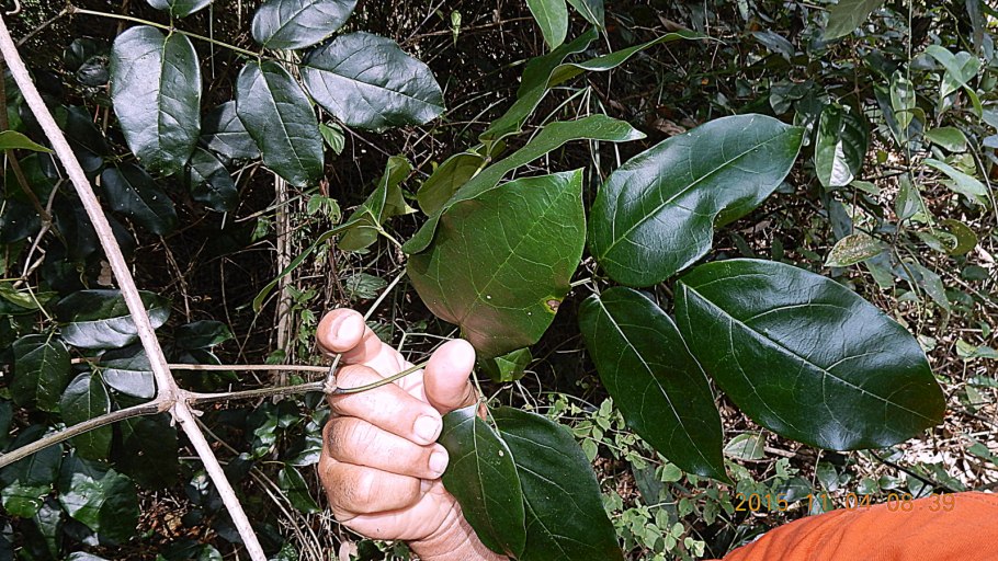 Семенная коробочка рододендрона