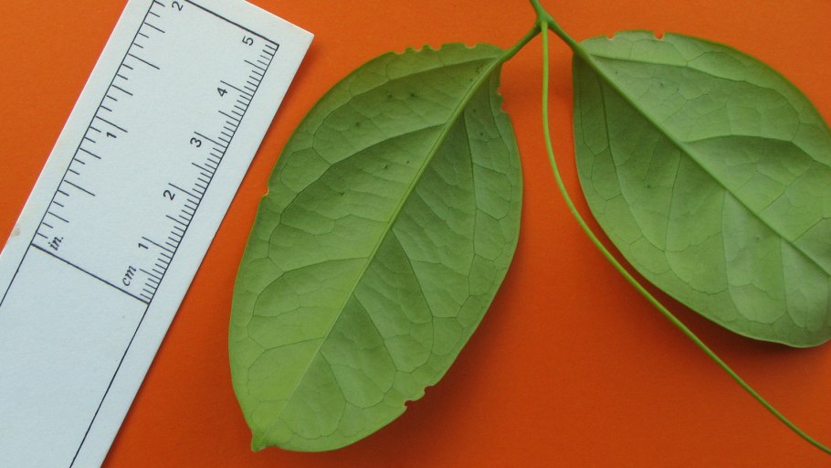 Мануэла Лопез пентхаус