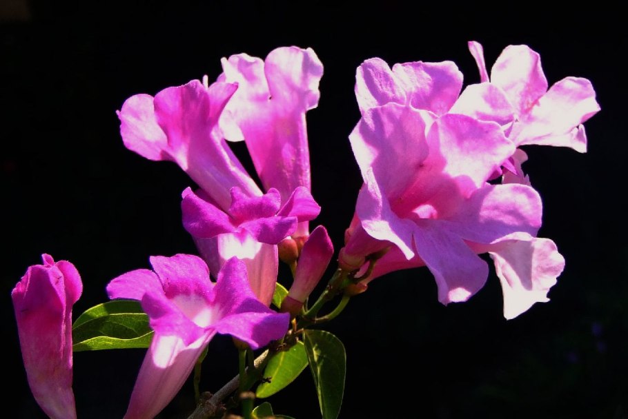 Adenocalymma comosum