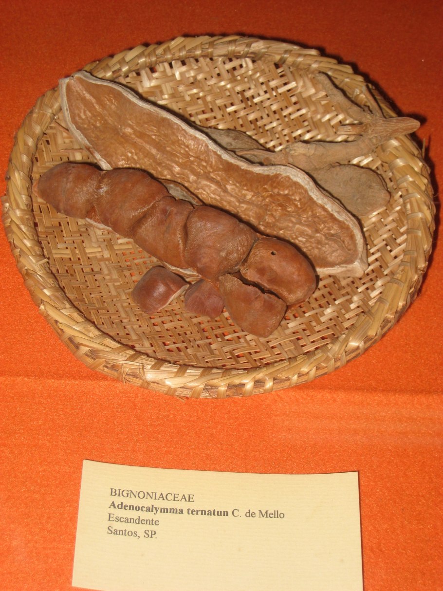 Анемопегма