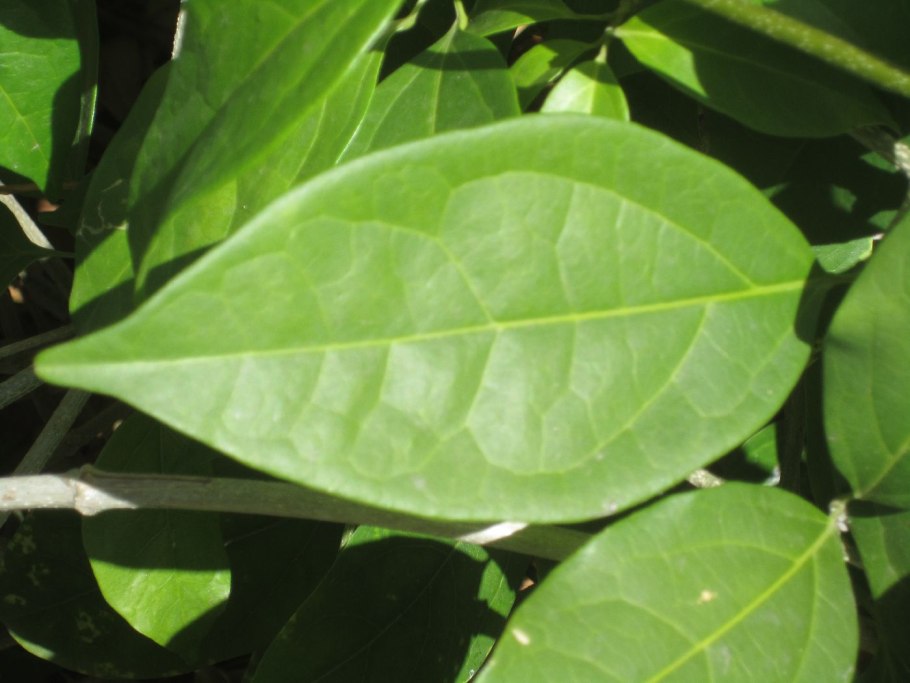 Рододендрон стручки