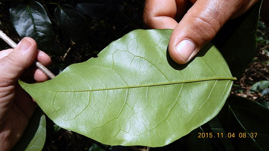 Anemopaegma chamberlaynii