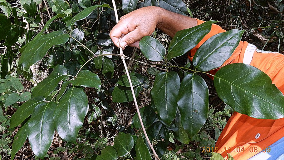 Анемопегма растение