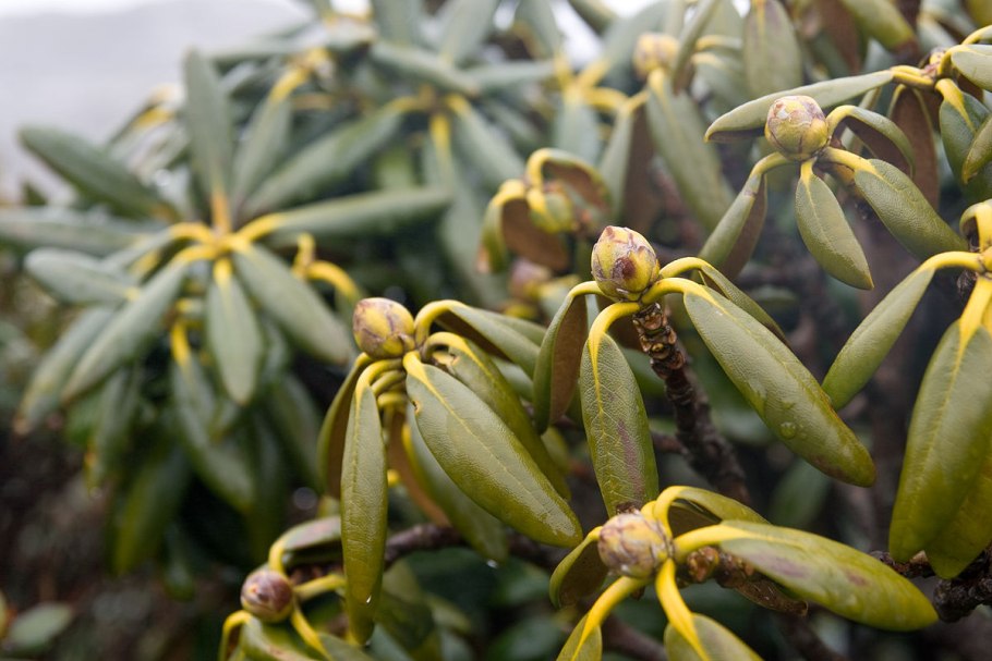 Холодильник Toshiba gr-rt565rs(LS)