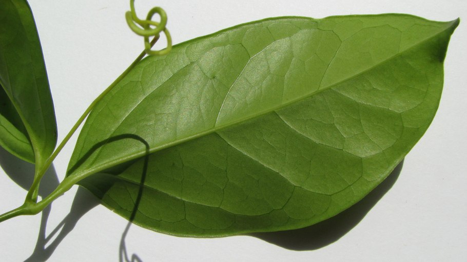 Erismann Elegance 3618-6