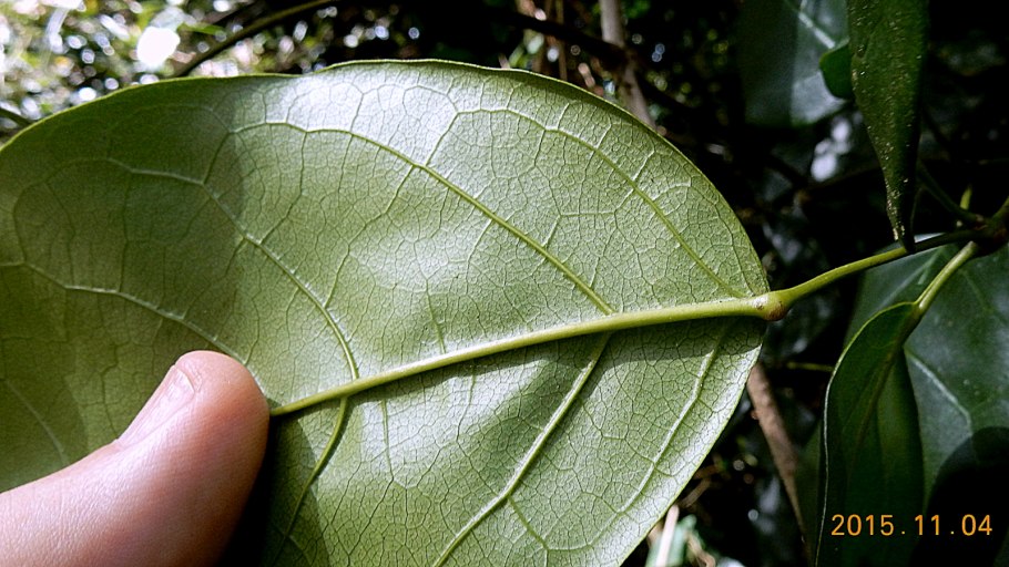 Мансоа цветок комнатный