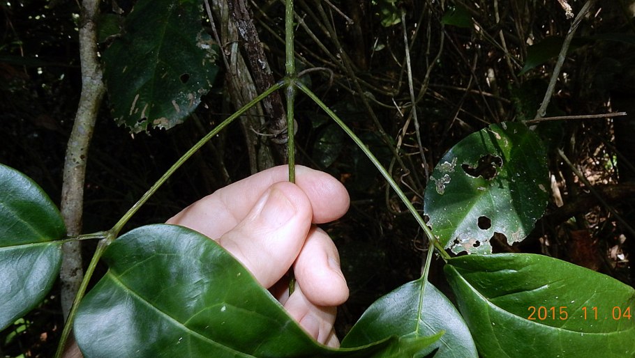 Растение Аденокалима доклад