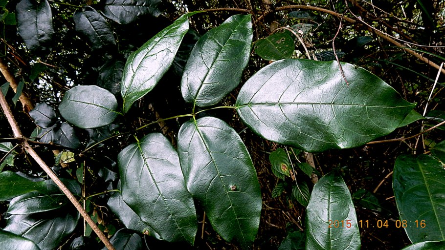 Aspidapion validum на русском