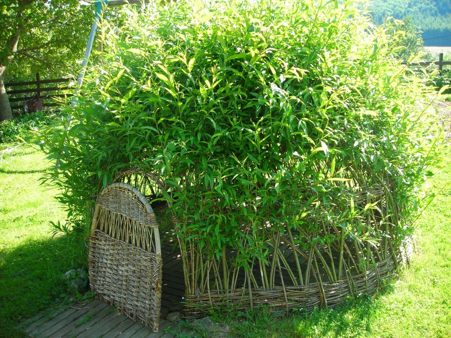 Живая изгородь дикий виноград