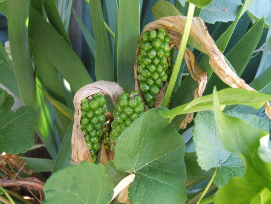 Аронник maculatum