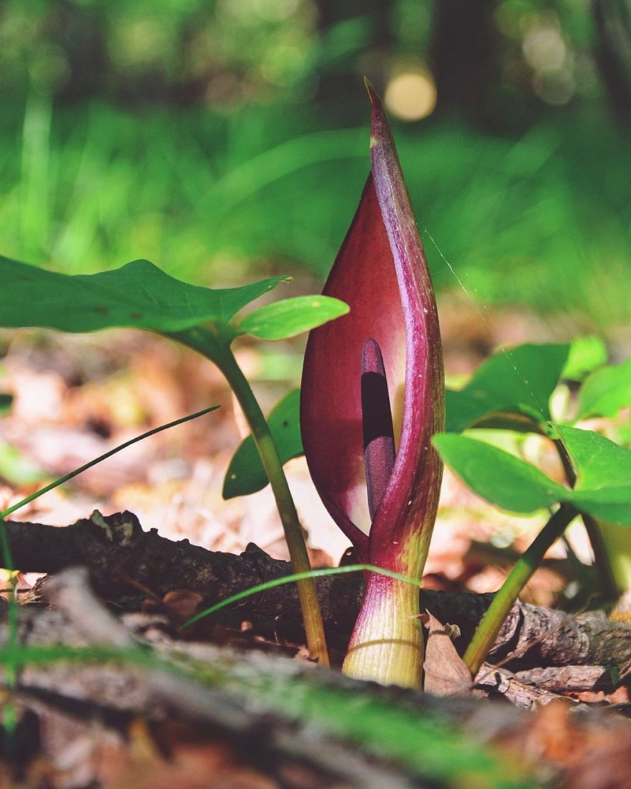 Аронник белокрылый