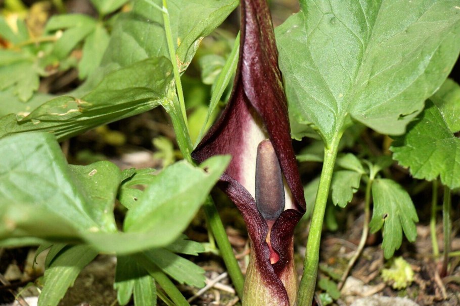 Аронник пятнистый