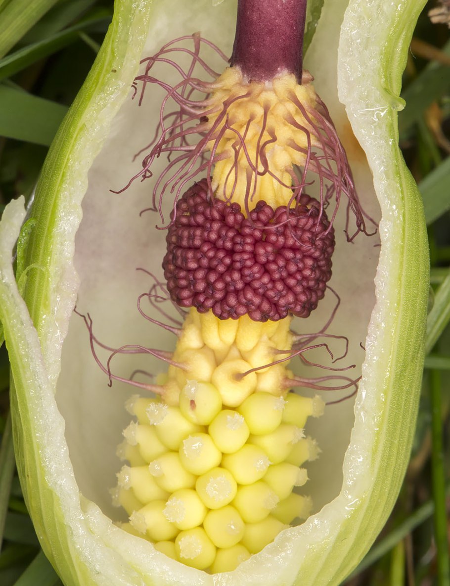 Аронник пятнистый