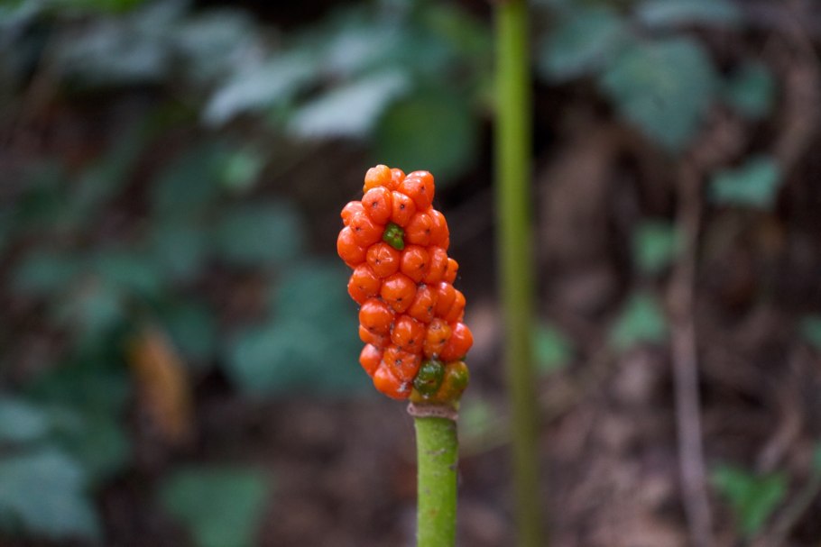 Арум (Аронник) пятнистый