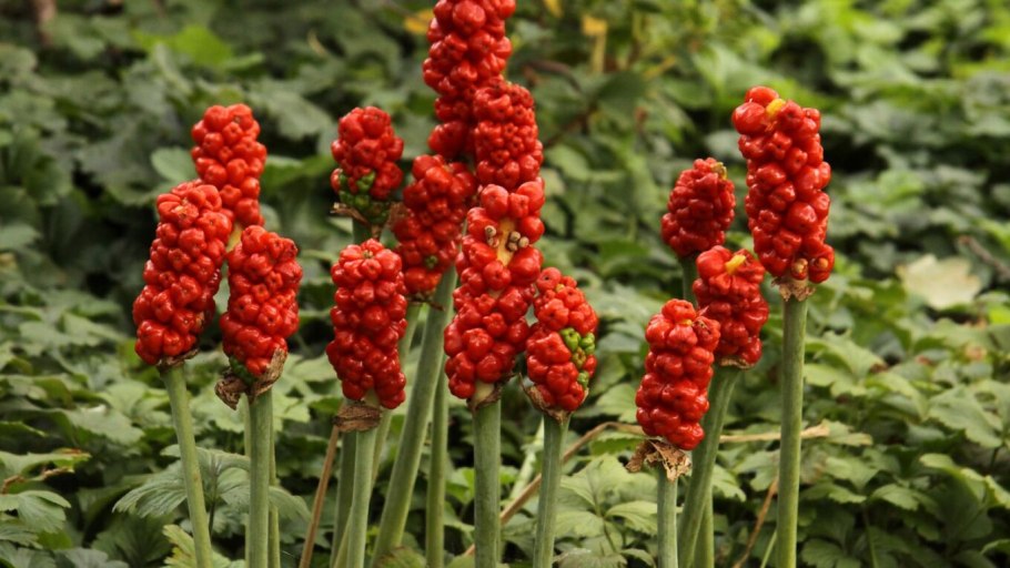 Аронник пятнистый