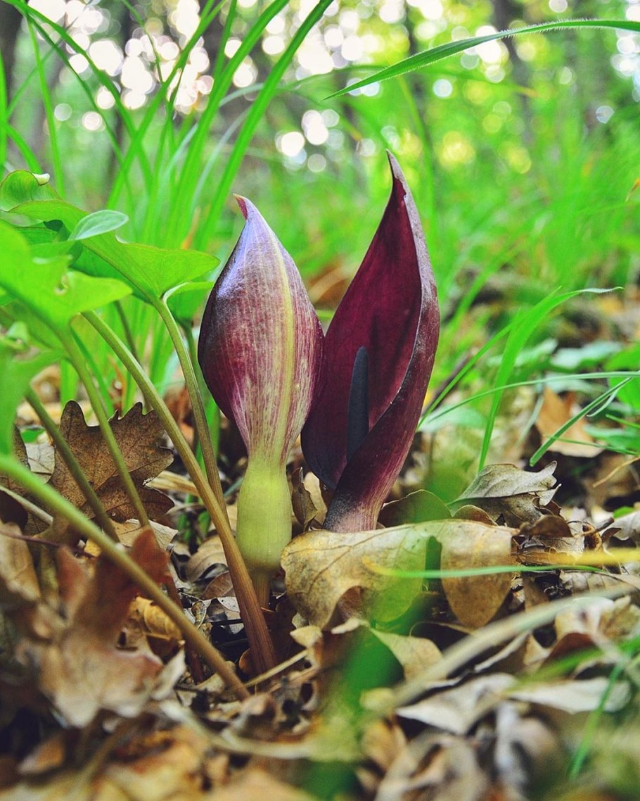 Аронник пятнистый