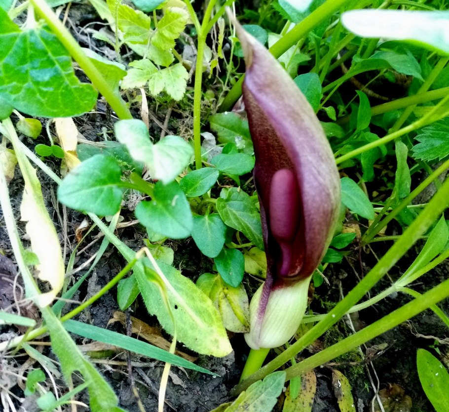 Аронник цветение