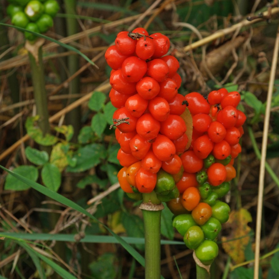 Аронник пятнистый