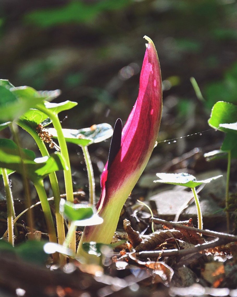 Аронник пятнистый
