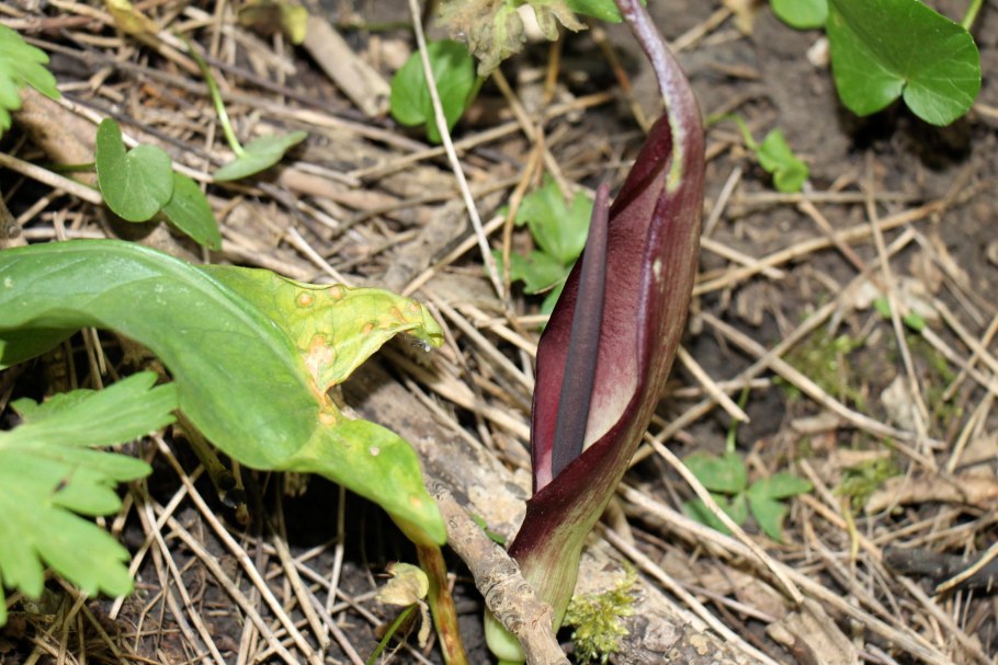 Аронник палестинский / arum palaestinum /