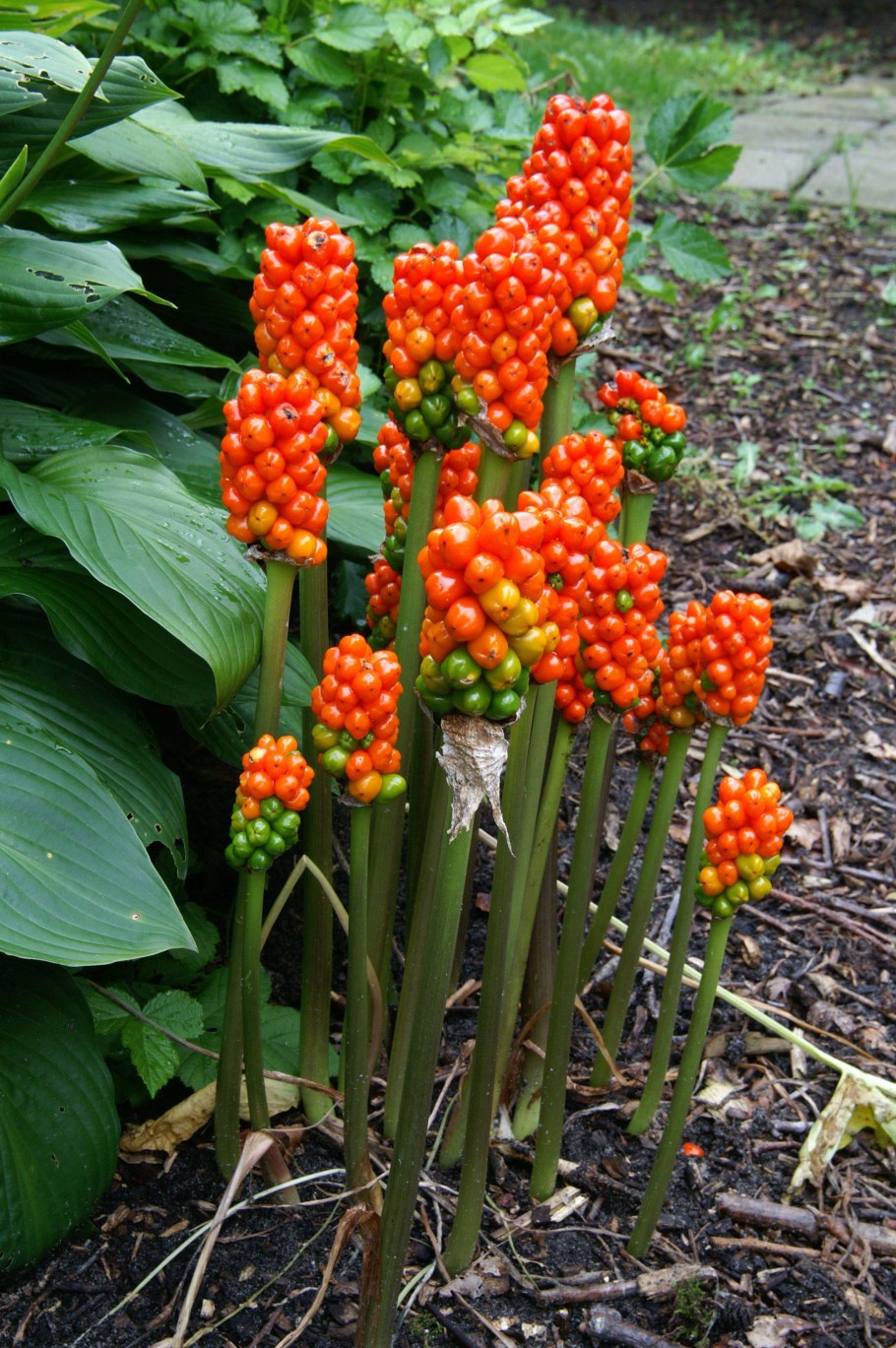Аронник arum Italicum