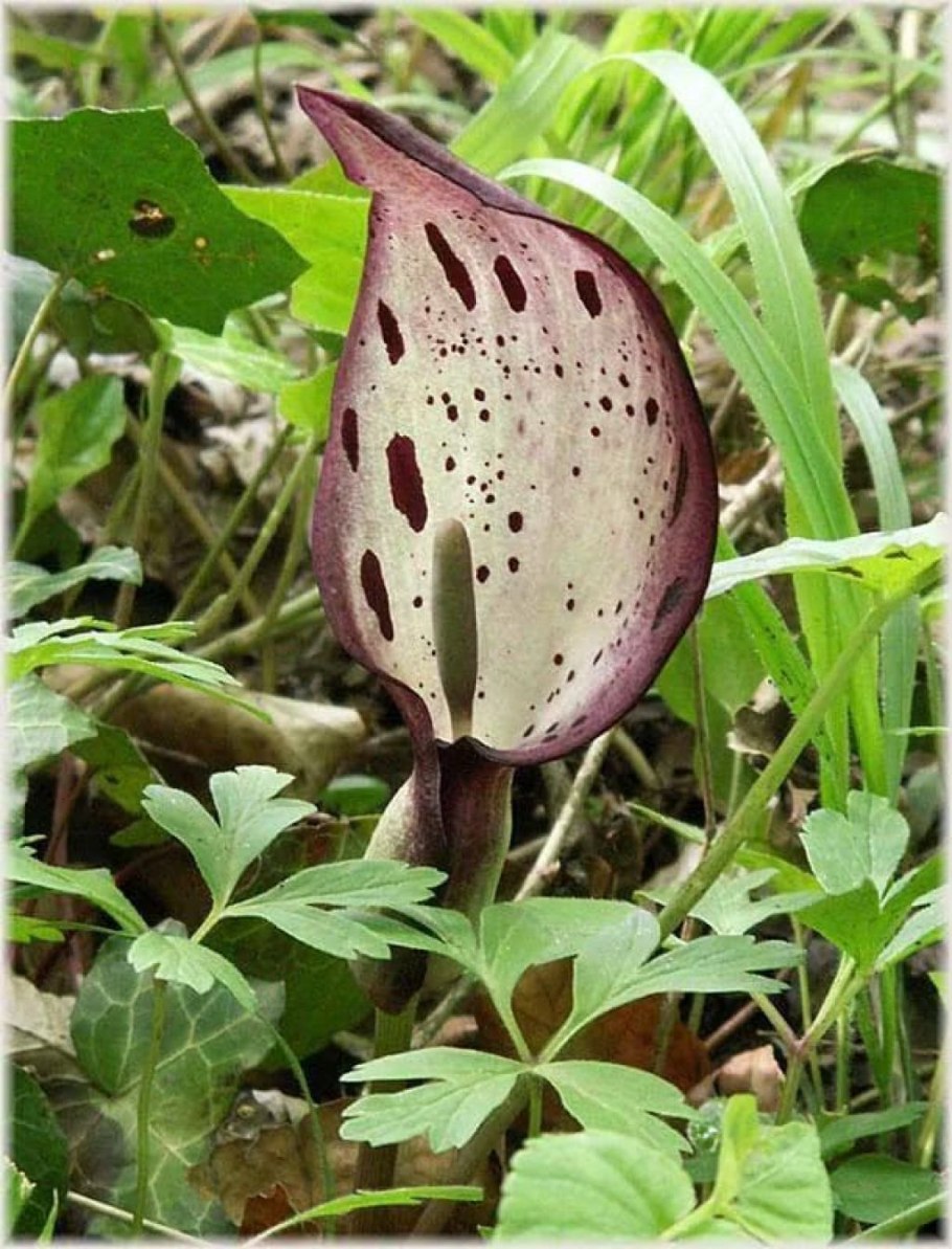 Аронник белокрылый