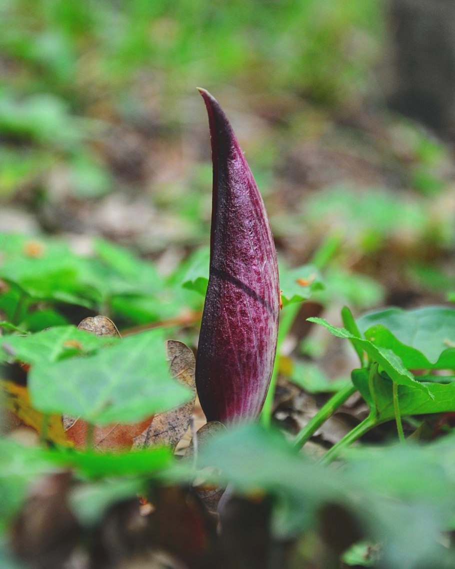 Аронник (Арум)