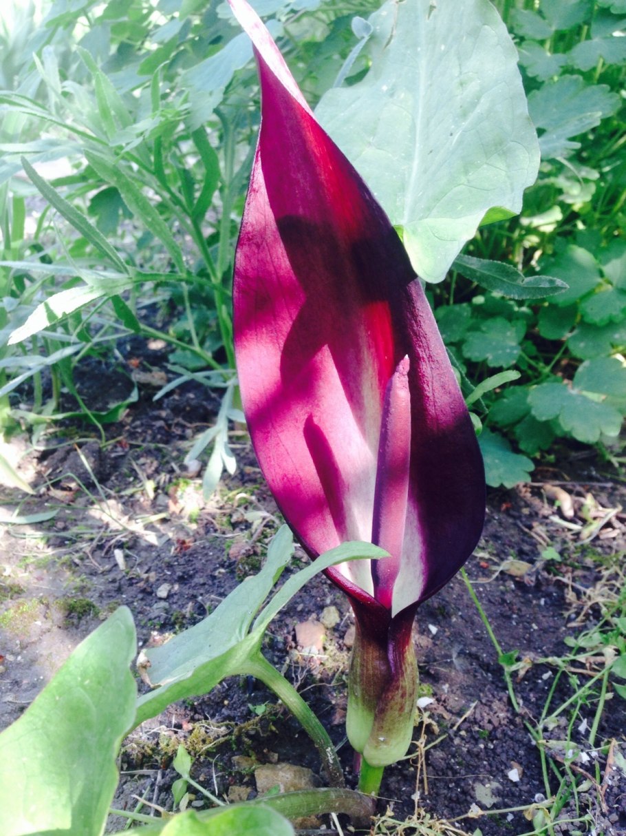 Аронник Критский