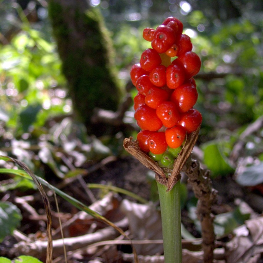 Аронник arum Italicum