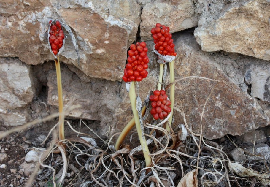 Аронник Арум Италикум