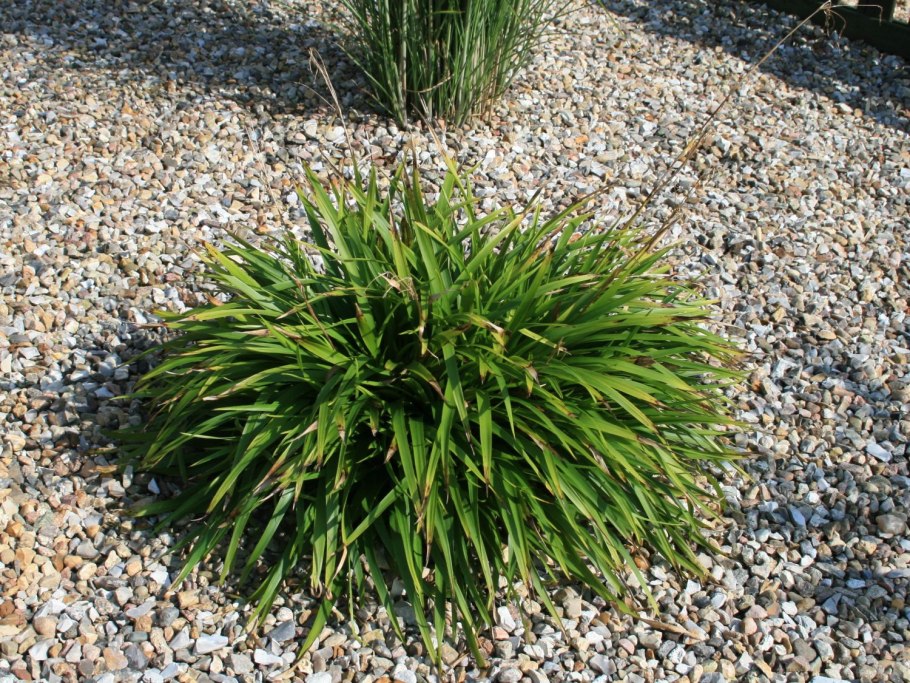 Ожика Лесная (Luzula sylvatica)