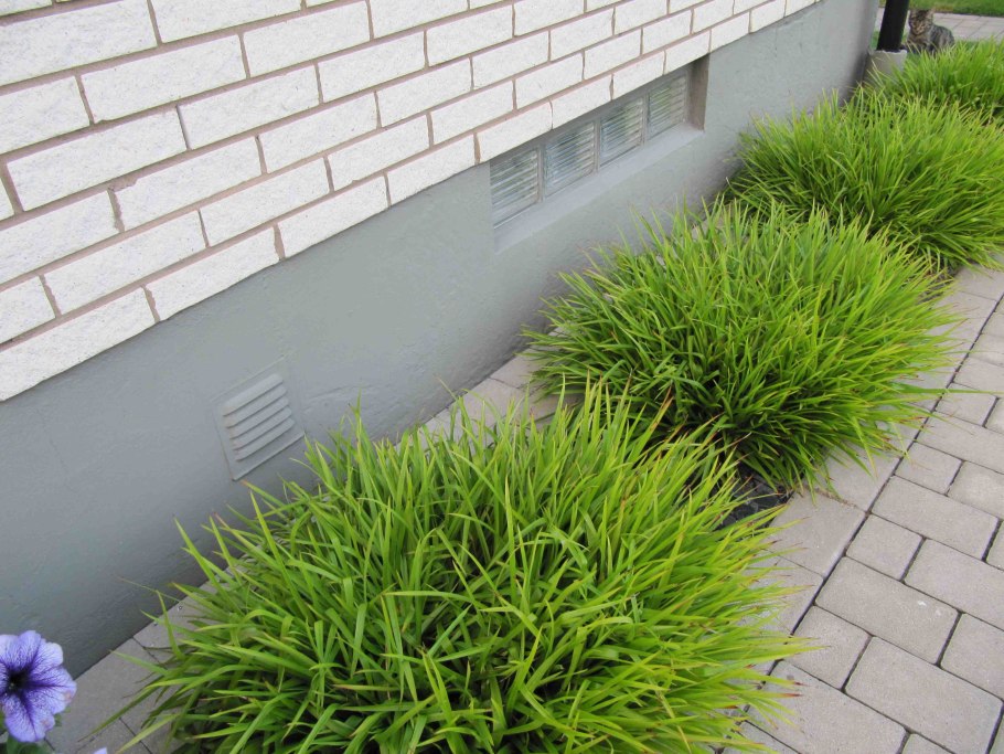 Ожика Боровая – Luzula luzuloides