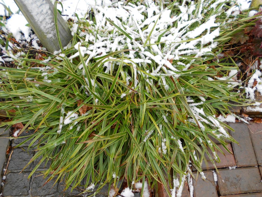 Ожика Лесная Маргината