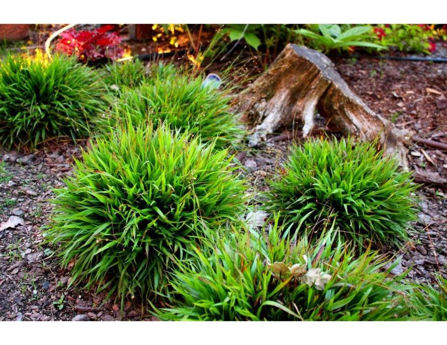 Ожика волосистая Igel