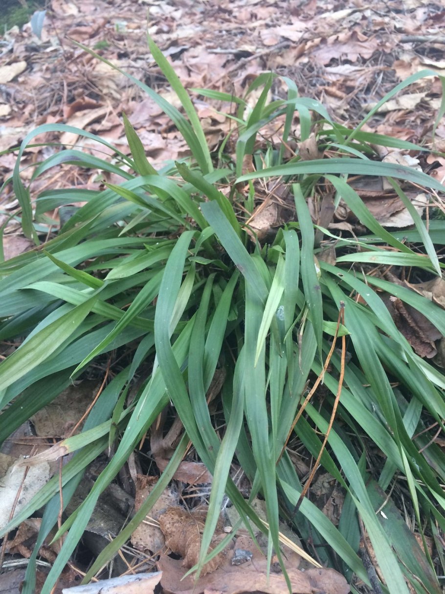 Ожика волосистая