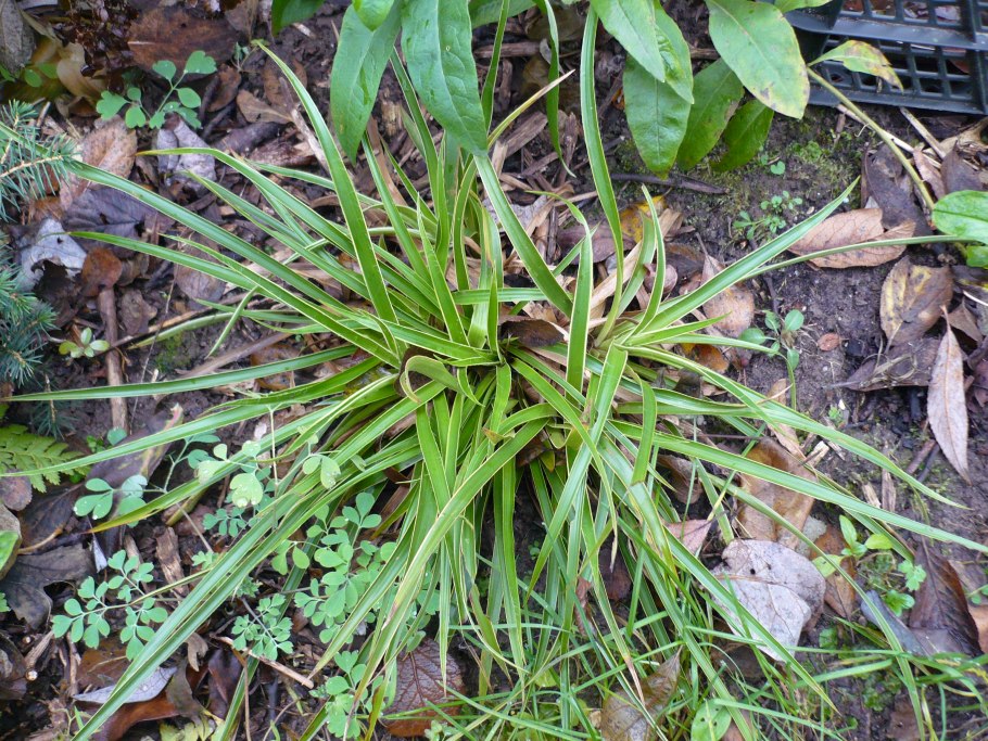 Ожика Лесная marginata