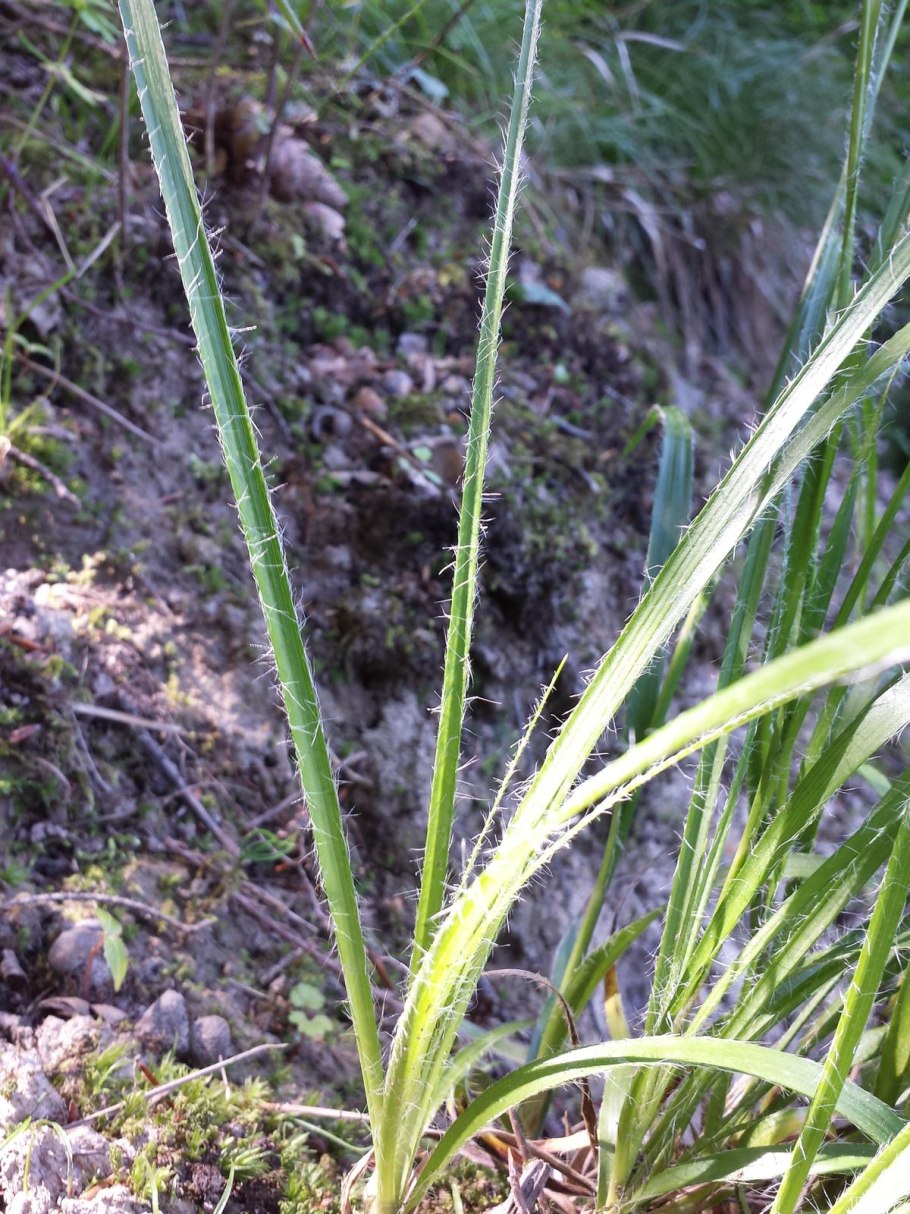 Ожика Альпийская