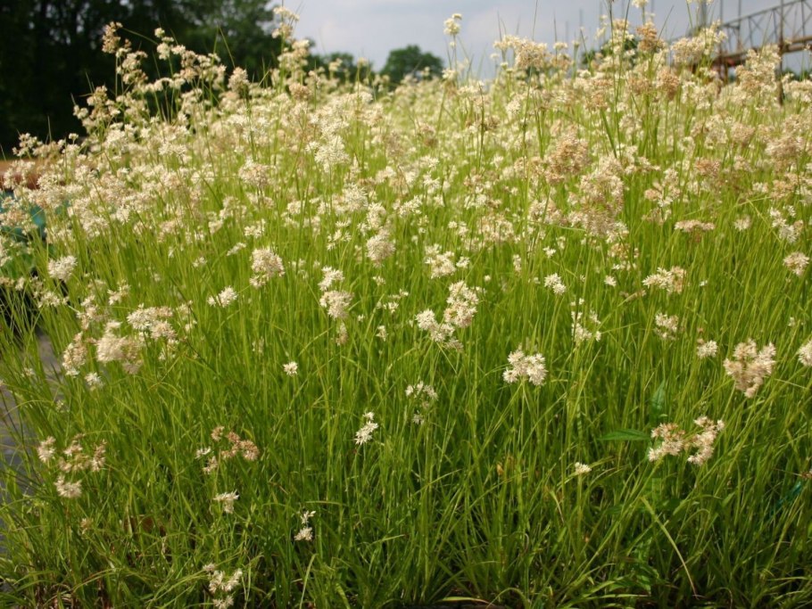 Ожика снежно-белая