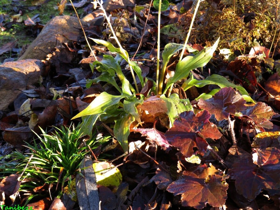 Ожика Лесная (Luzula sylvatica)