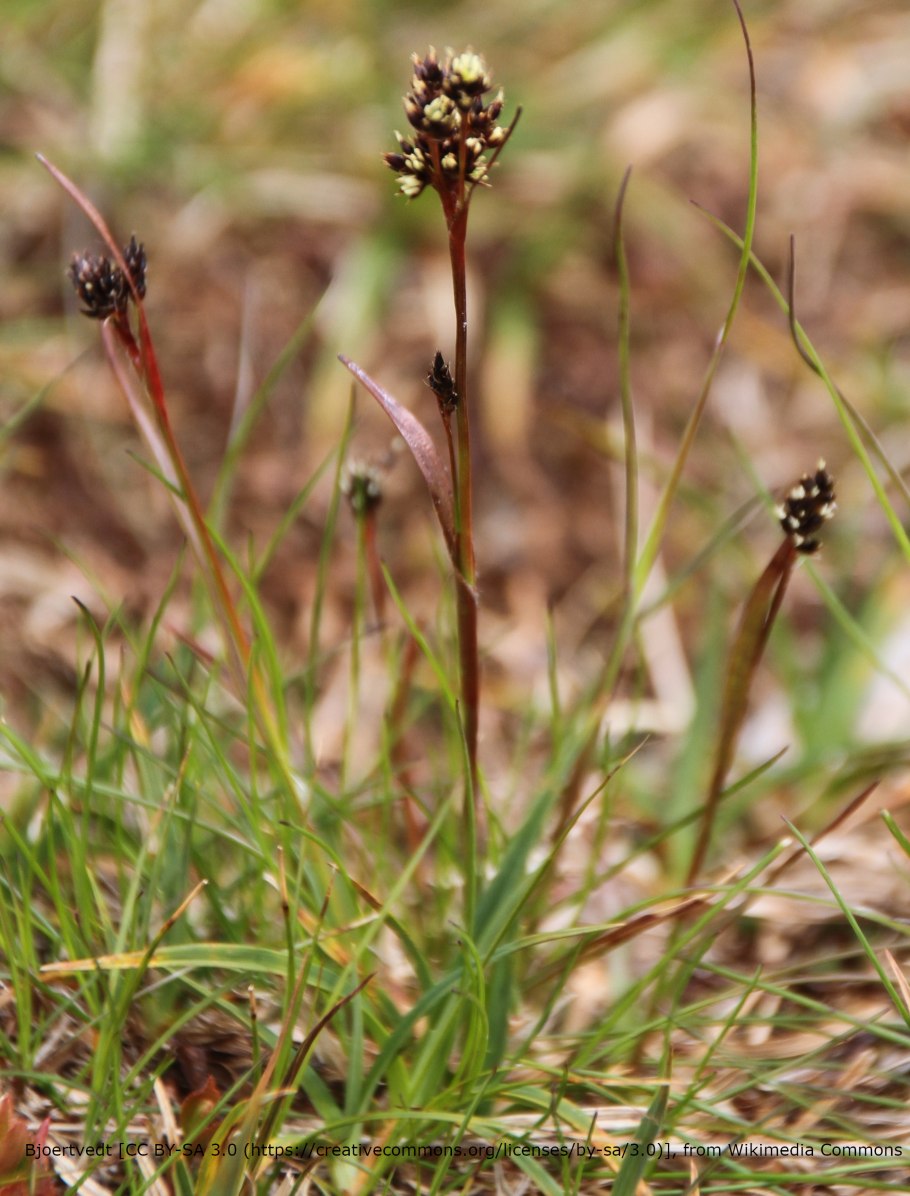 Ожика Лесная Маргината
